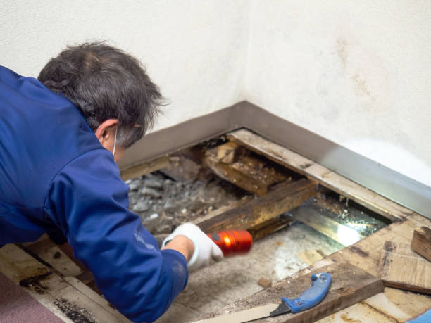 Best Fast Mold Removal  in South Gate Ridge, FL