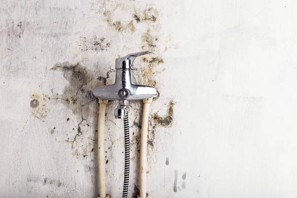 Best Mold Damage Repair  in South Gate Ridge, FL