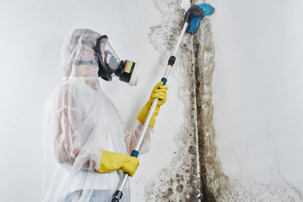 Professional Mold Removal in South Gate Ridge, FL