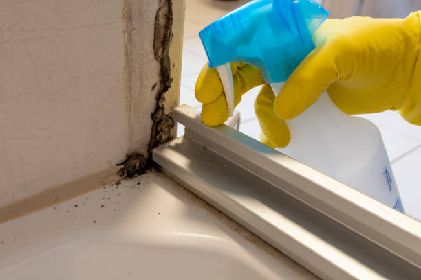 Best Local Mold Removal Service  in South Gate Ridge, FL