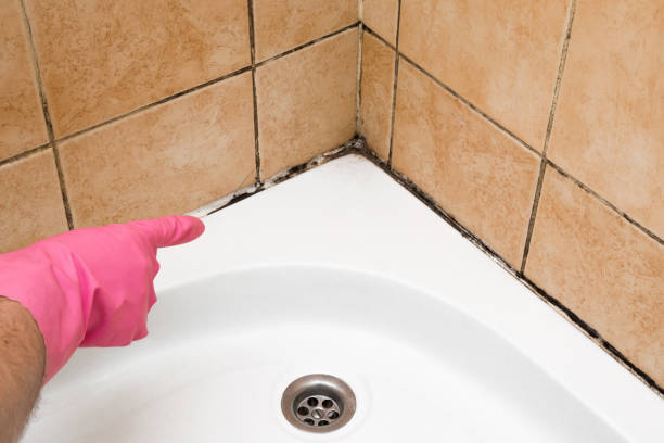 Best Mold Cleaning Services  in South Gate Ridge, FL